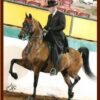 Jim Paden saddlebred morgan rider