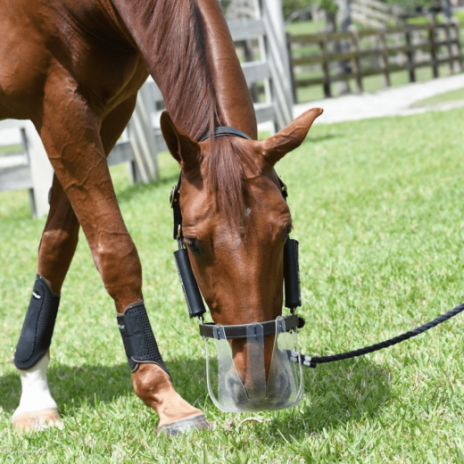 Grazing Muzzle for Horses