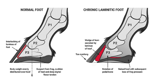 laminitis-founder